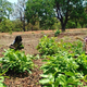 Tendu leaf, also known as the golden leaf, gives more than Rs1,000 crore every year to the public exchequer.